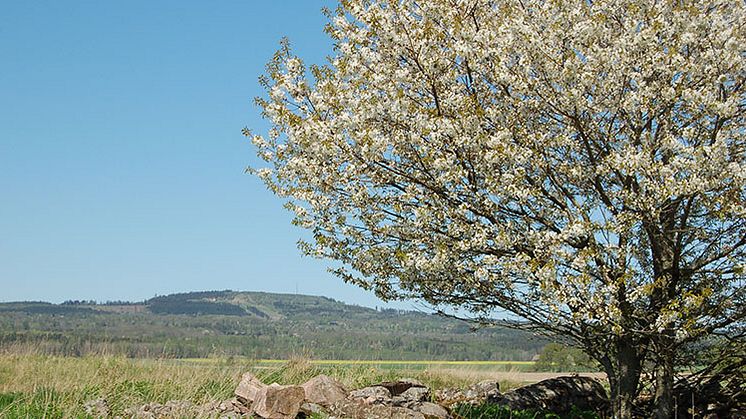 Blommande körsbärsträd vid foten av Kinnekulle. Foto: Götene kommun..