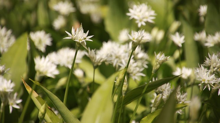 Blommande ramslök på Kinnekulle