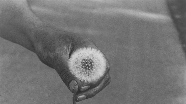 Cecilia Edefalk, The Dandelion, 2014. Gelatinsilverfotografi, 120 x 150 cm.