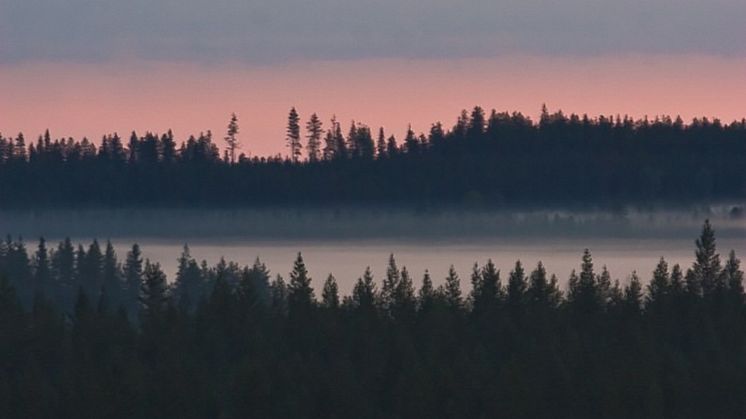 Skogslandskap i Finland. Foto: Daniel Burgas