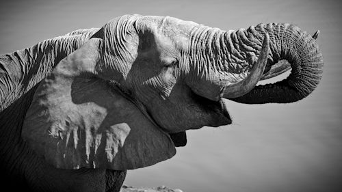 Drickande elefanthanne i Hwange, Zimbabwe