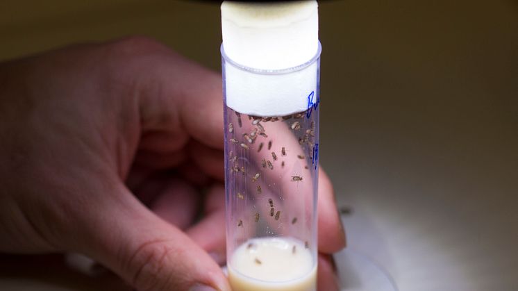 LiU-forskarna använde bananflugor som modellorganism för att undersöka genetikens roll för könsskillnader i livslängd.