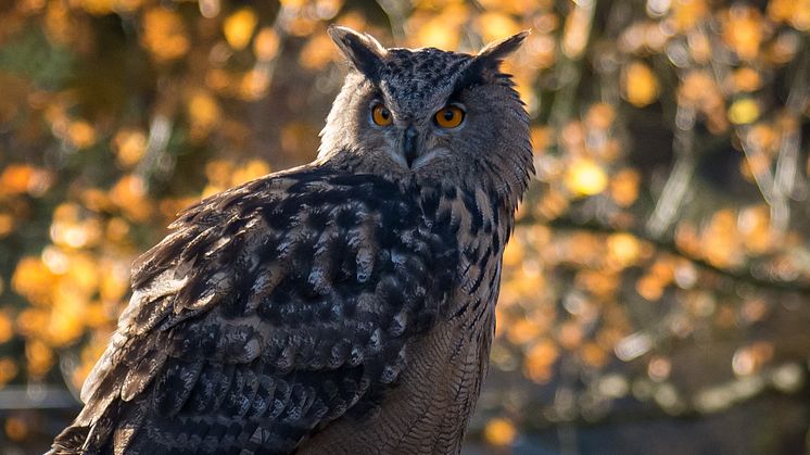 De berguvar som tidigare i år kläcktes i Skånes Djurpark har nu förvandlats ﻿till fullfjädrade flygare och häromdagen släpptes två av uvarna ut i frihet i södra Skåne. I projekt tillsammans med E.ON och Skånes Ornitologiska Förening skapas bättre för