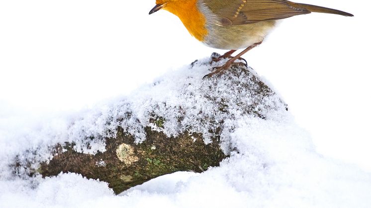 European robin in snow