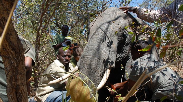 sövd elefant i Ugalla