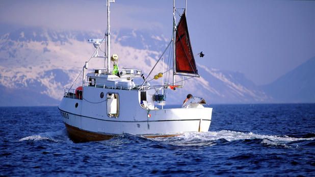 Norwegian codfish exports at record levels in January