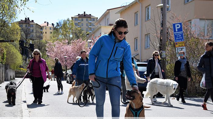 Hundpromenad i Sigtuna 2017