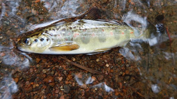 Gullspångslax. Foto: Länsstyrelsen i Västra Götaland