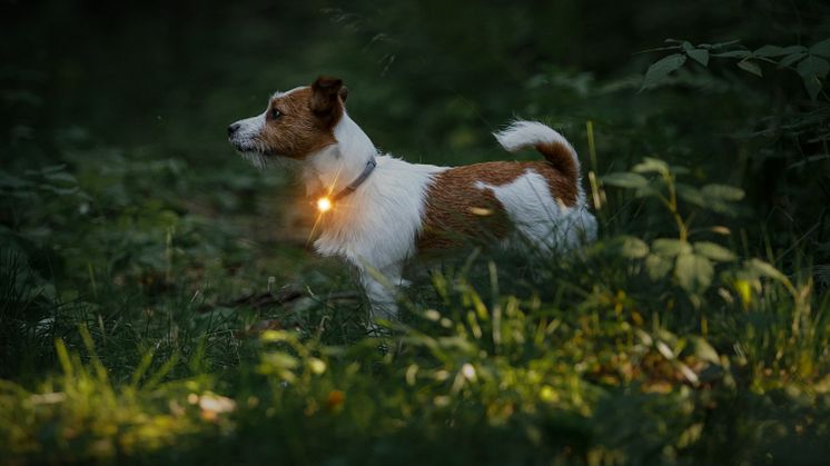 Gör din hund synlig i mörkret