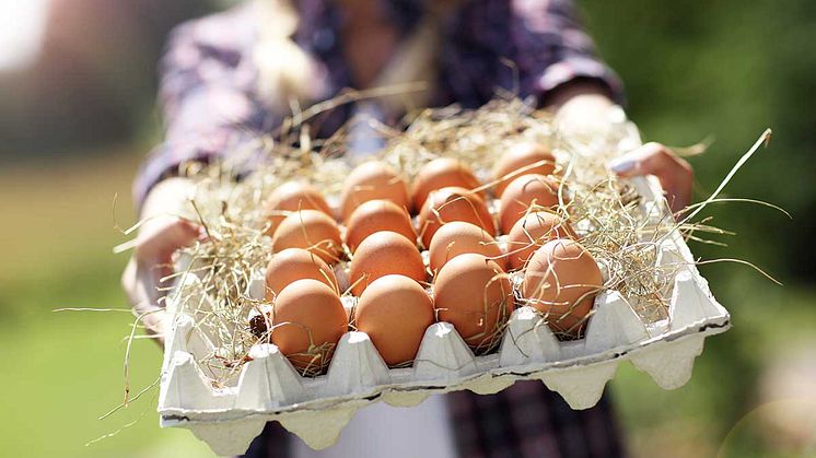 I de nye kriteriene ligger det bl.a. at Orklas selskaper skal produsere med egg fra burfrie høns. 