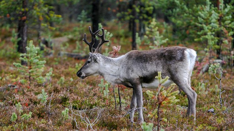 2024-05-15 Seminarium: På samma marker – renskötselns förutsättningar i ett landskap med många anspråk