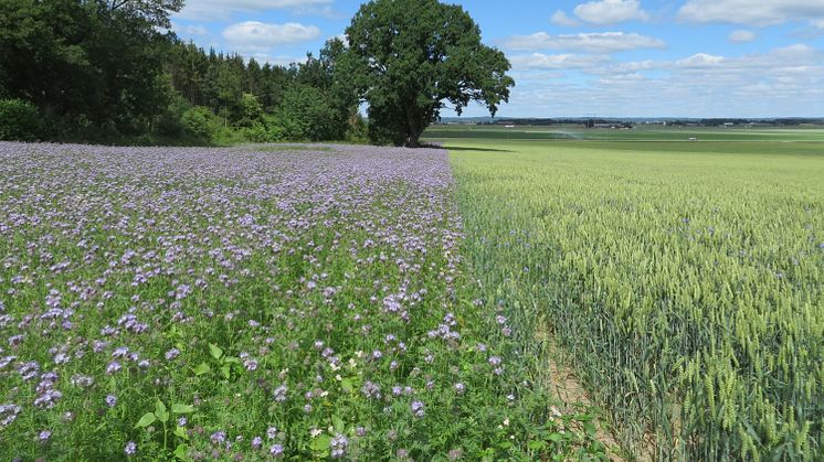 Blommande fältkanter har blivit en vanligare syn i lantbruket. Nu varnar växtodlingsrådgivare att kommande regelverket gör det svårare för lantbrukare att så de blommande fältkanterna. 