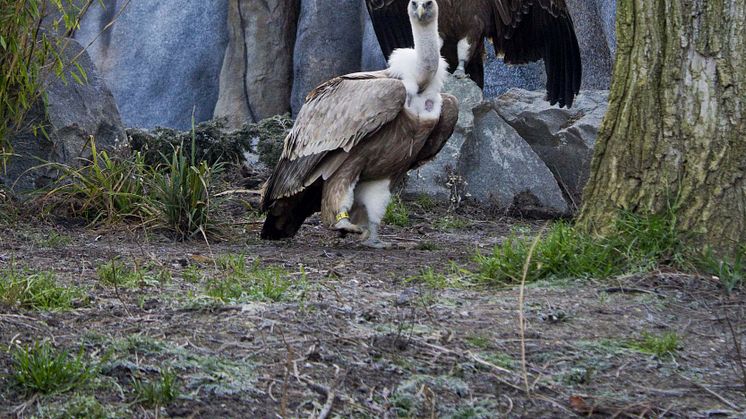 Gänsegeier in der neuen Freiflug-Voliere im Zoo Leipzig