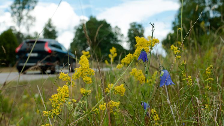 Vägkant med gulmåra och andra gräsmarksväxter. Foto: Alistair Auffret