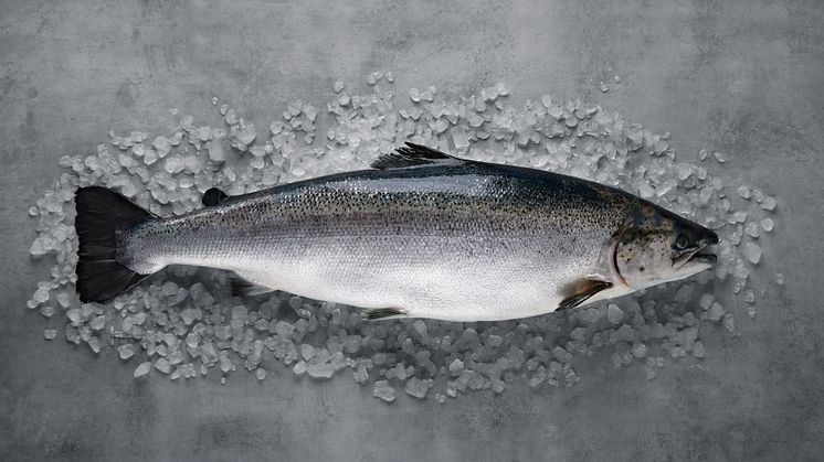 Norwegian aquaculture continues to top the charts of the most sustainable animal protein production