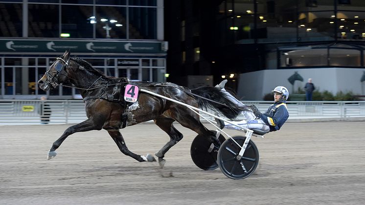 Snowstorm Hanover klar för Elitloppet 2022. Foto: TR Bild