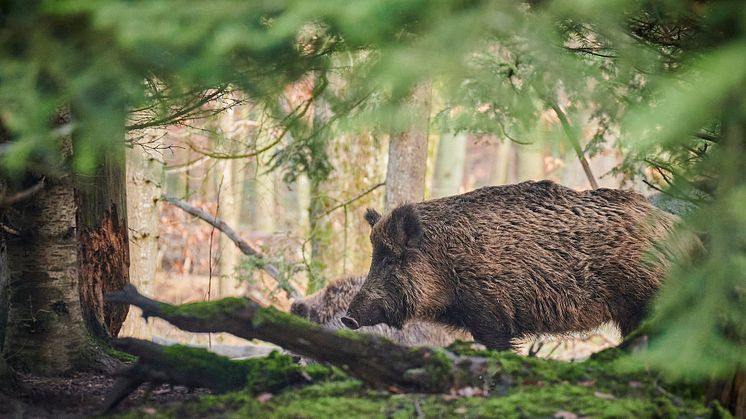 Pressinbjudan - Mer vildsvin på menyn i kommunens kök