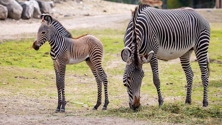 Nyfödd zebra på Kolmården 