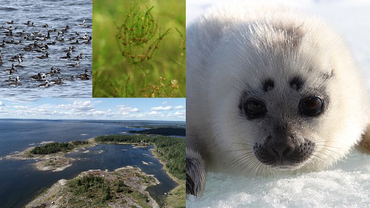 Nio områden i Östersjön pekas ut som särskilt viktiga av FN-konventionen för biologisk mångfald, The Convention on Biological Diversity. (Alfågel, Barklöst sträfse, Kvarkens skärgård och en vikarekut).