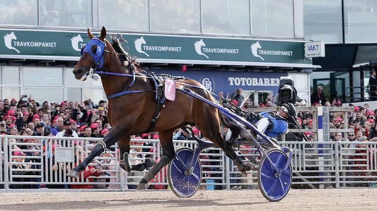 Franske Etonnant, som segrade i Elitloppet 2022, är en resvan herre som har kvalat in sig till UET Elite Circuit – Konung Carl XVI Gustafs Silverhäst på Solvalla.  Foto: TR Bild