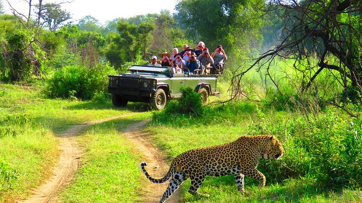 På safari i Sydafrika