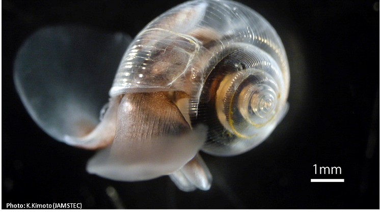 The pteropod sea butterfly Limacina helicina, with a delicate shell of aragonite