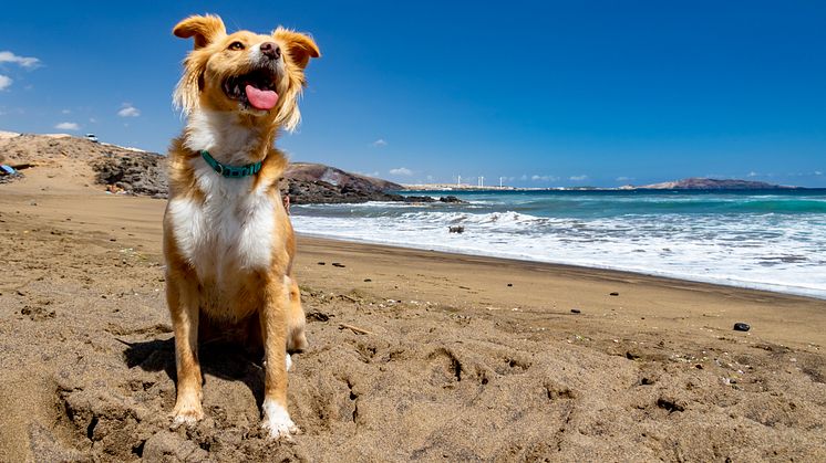 Kanarieöarna har flera stränder där både du och din bästa vän är välkomna. Foto: Canary Islands Tourism.