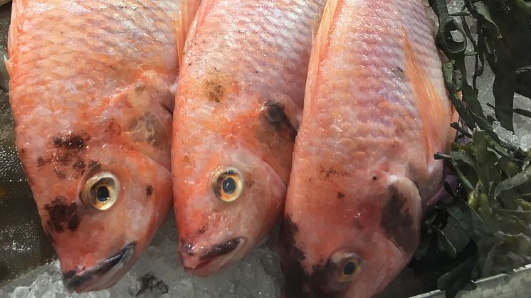 Gårdsfisk Rödstrimma ursprungsmärkt med Från Sverige i fiskdisken