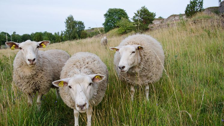 Karlstads kommun söker jordbruksarrendatorer.