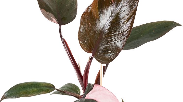 3. Philodendron_Pink_Princess