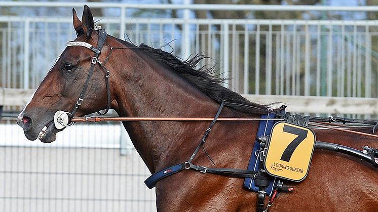 Looking Superb klar för Elitloppet 2020