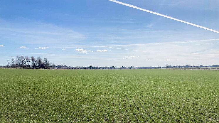 Våren är sen och präglas av väldigt varierande höstrapsbestånd, fin höstsäd och vallar som ser lovande ut. 