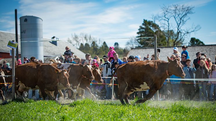 Glade kyr på kuslippet på Skjetlein vgs i 2017. Foto: Lars Stavnes