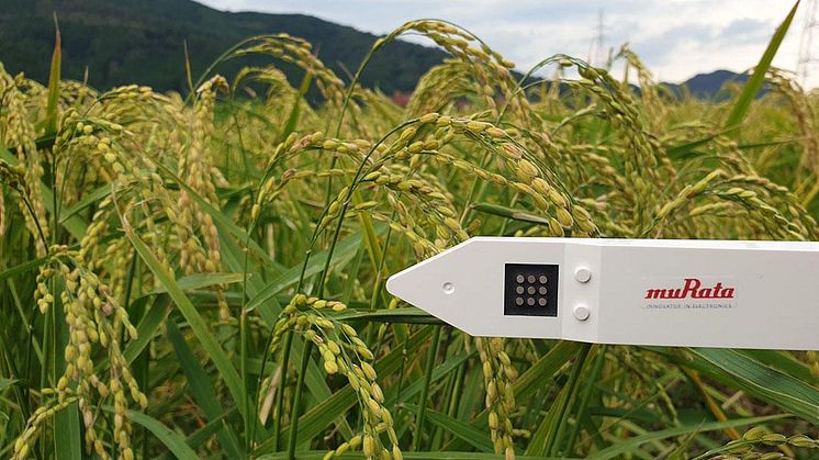 How Will Murata’s Soil Sensors Change Agriculture? Smarter Watering Management for Greenhouse Horticulture, Fruit Growing, and Outdoor Cultivation
