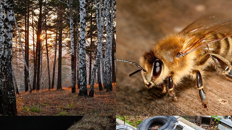 Vår natur – en ny basutställning om naturen och djuren närmast oss