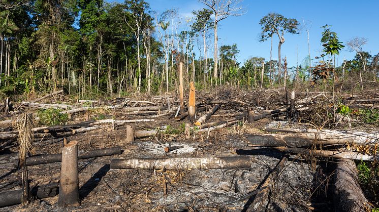 Amazonas ryddes med rekordhast under Brasiliens præsiden Bolsonaro, der har det som målsætning at så meget skov, som muligt, skal ryddes for profit til hans støtter i landbrugsindustrien