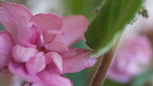 Rosa saintpaulia ger löfte om våren