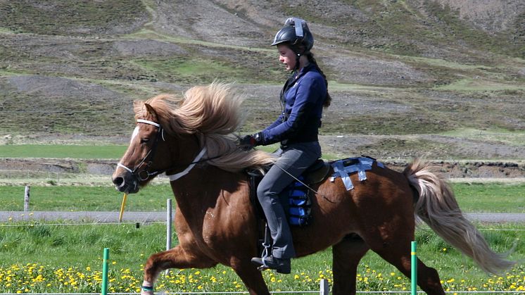 Hög puls och mjölksyra hos arbetande islandshästar