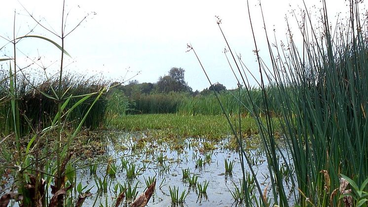 Fågellivet i Limsjön hotas av vattenaloen. Foto:  Christian Fischer/Wikimedia commons