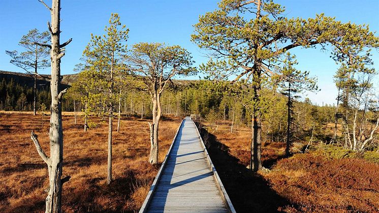 Njupeskärsslingan i Fulufjällets nationalpark. Foto: Sebastian Kirppu