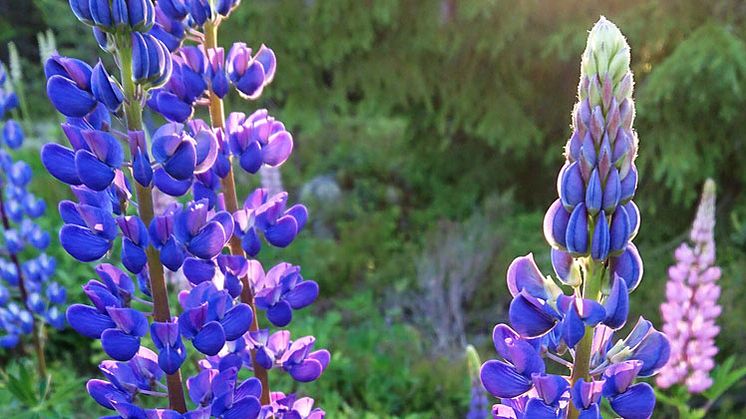 Blomsterlupiner kan vara vackra, men de är också invasiva och tränger undan annan växtlighet. Foto: Maria Jons