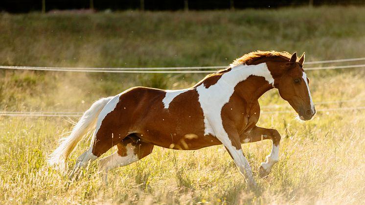 Landets hästar bidrar starkt till den svenska samhällsekonomin. Foto: Mikael Sjöberg