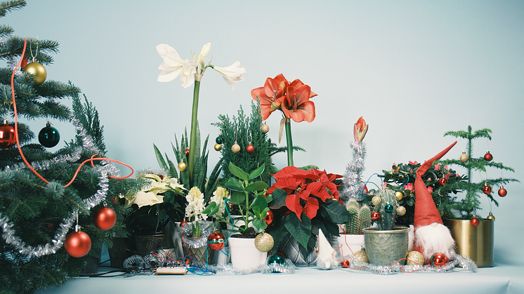 Låt dina växter sjunga årets julsånger 