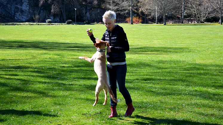 Brukshundar tävlar i Brunnsparken