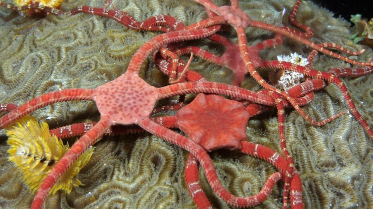 Ormstjärnor är släkt med sjöstjärnor och mycket vanliga i haven. De består av en central skiva med fem käkar och fem slingrande armar. Arten på bilden lever på grunt vatten. Foto: NOAA, National Marine Sanctuaries Media Library (CC BY 2.0)
