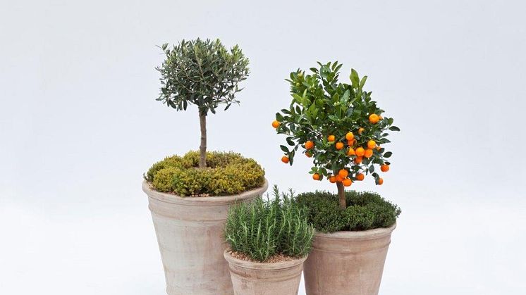 Høst fra terrassen: Sådan dyrker du smukke og nyttige planter i krukker
