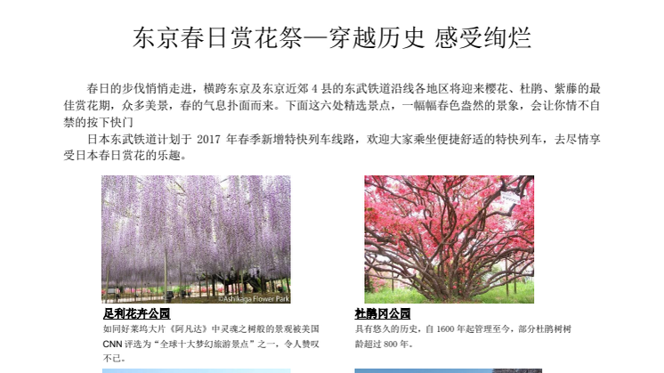 [CHINESE] Cherry Blossoms, Wisteria, and Other Springtime Flower-Viewing Information