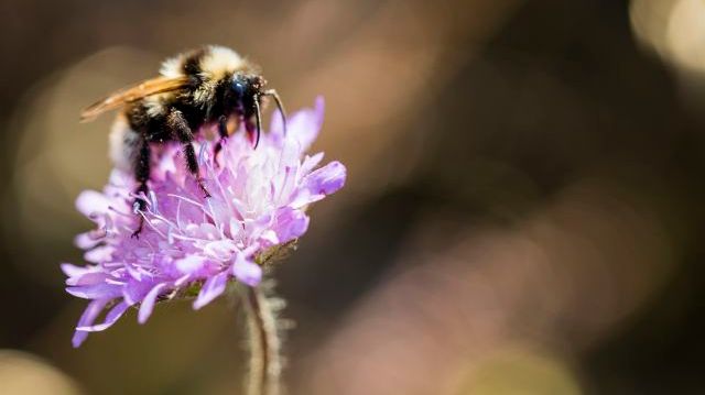 I rådgivningen Biologisk mångfald i åkerlandskapet får lantbrukaren kunskap om varför det är viktigt att tänka på gårdens biologiska mångfald utifrån bland annat pollinerande insekter﻿﻿. Foto: Thomas Adolfsén, Scandinav bildbyrå