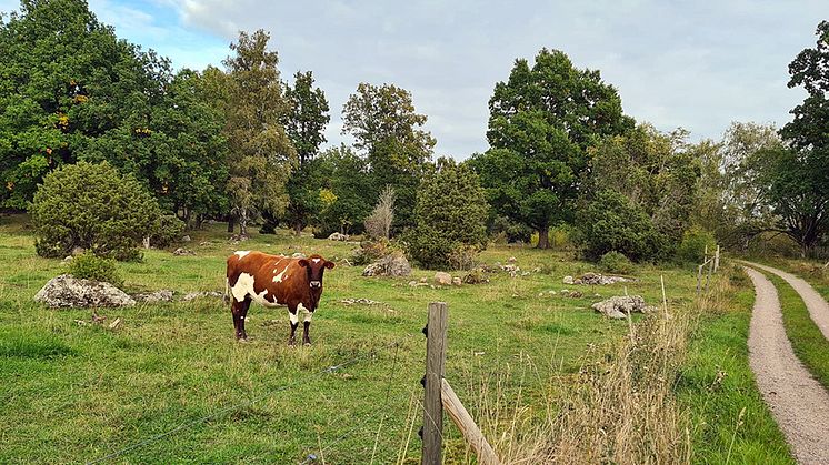 kviga-naturbete-sa-960