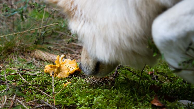 Kantareller har ett utpräglat utseende och distinkt doft, därför är denna sort bra att börja med.